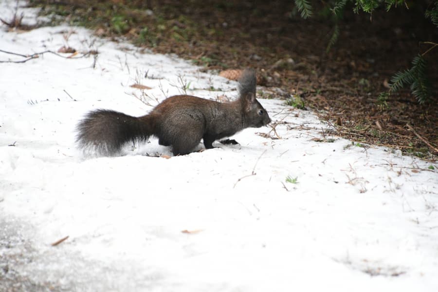 2026-01-21-04-veverka obecná tmavá forma.JPG